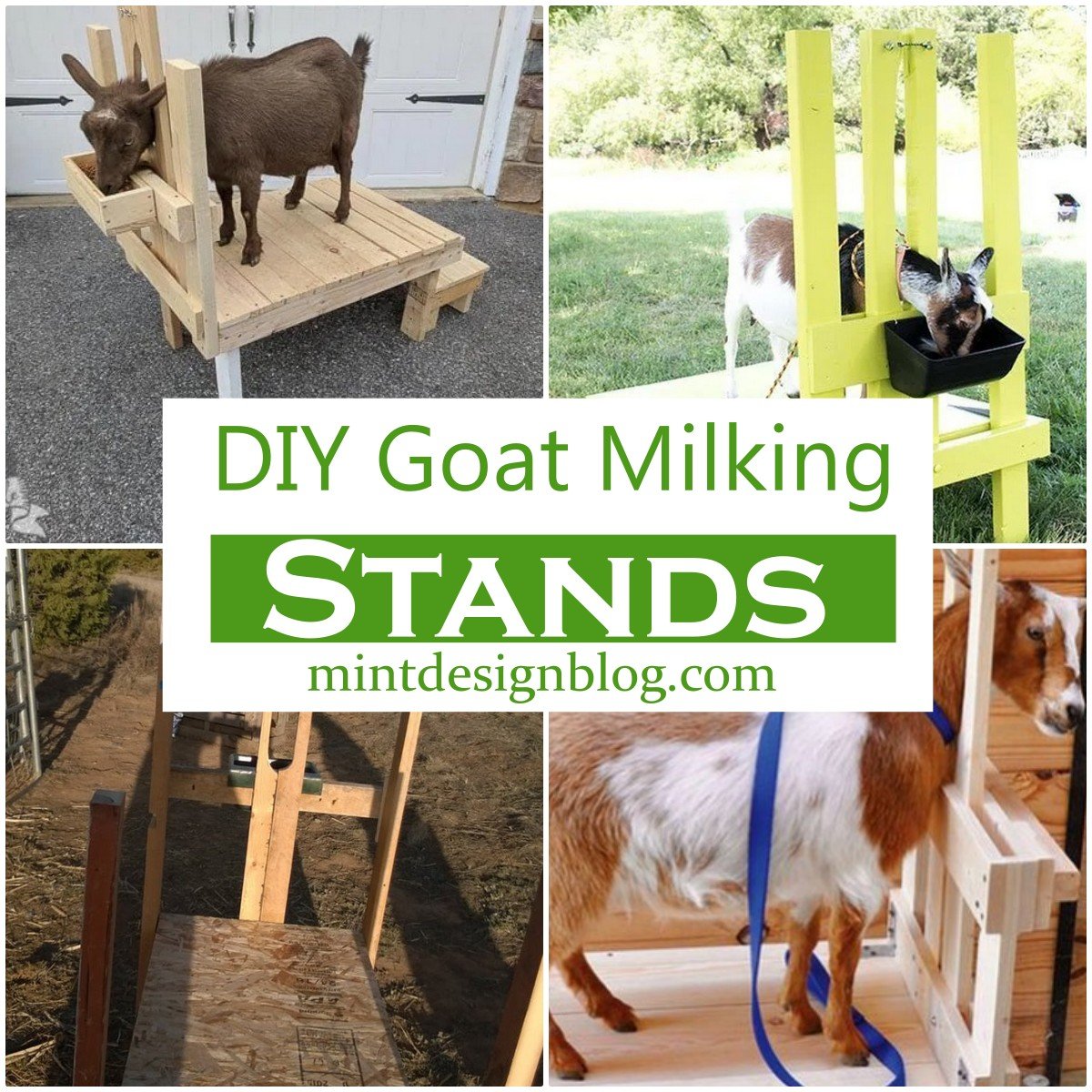 17 DIY Goat Milking Stands You Can Make Today - Mint Design Blog