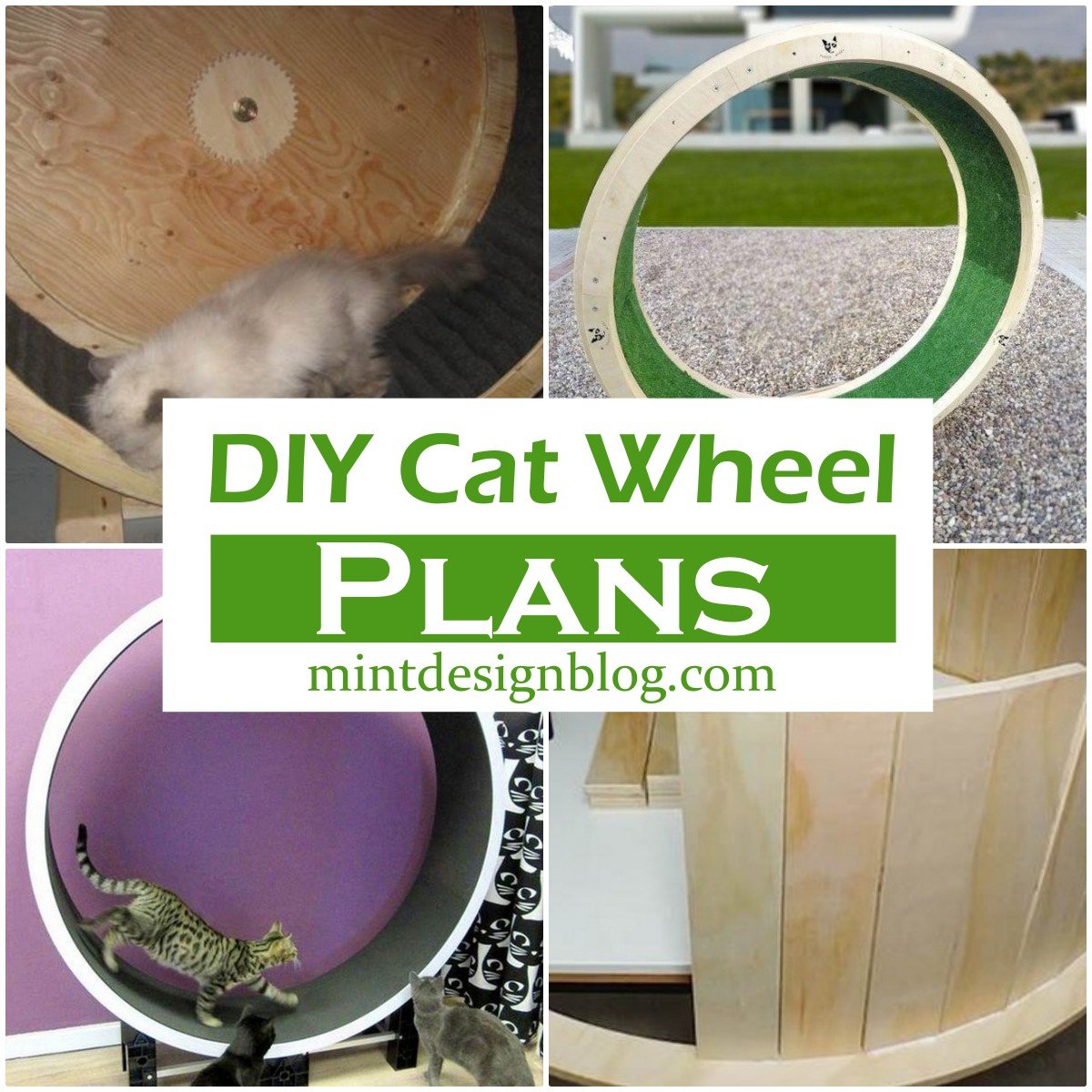 diy cat wheel